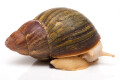 Archachatina purpurea Guinea albino body adult, F1, 9cm